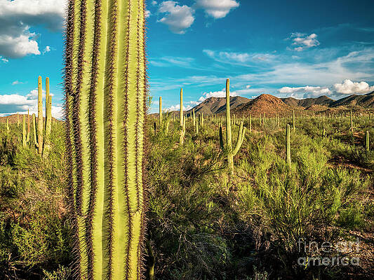 Saguaro National Park and Sonoran Desert Landscape, Arizona by Bryan Mullennix Saguaro National Park and Sonoran Desert Landscape, Arizona by Bryan Mullennix