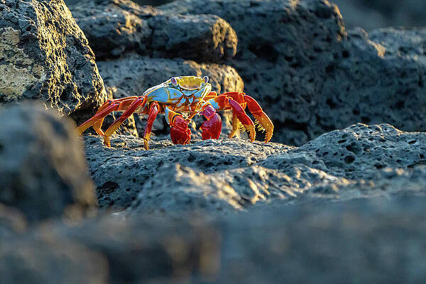 Wall Art - Photograph - Sally Lightfoot Crab in Evening Sun by Nancy Gleason