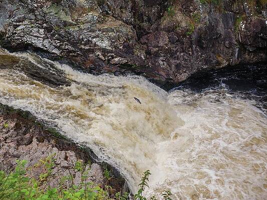 Falls Of Shin Highland Scotland Salmon Leaping by OBT Imaging Falls Of Shin Highland Scotland Salmon Leaping by OBT Imaging