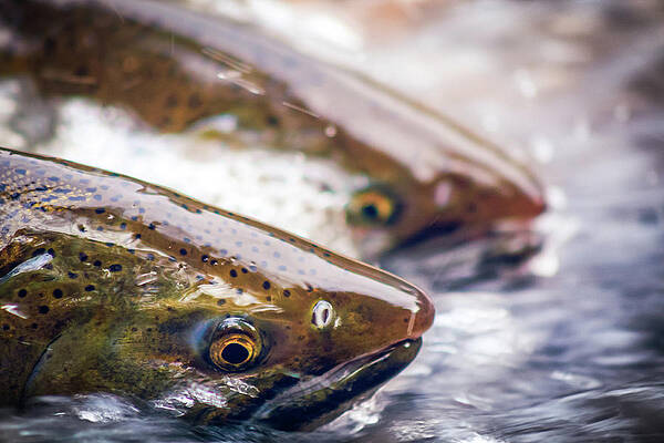 Salmon Run on the Sioux by Jonas Heinzerling