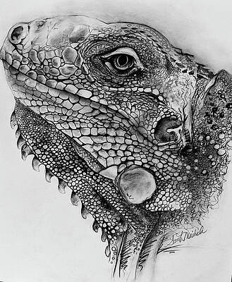 Reptile Eye Drawings Fine Art America Let us draw realistic dragon eye! reptile eye drawings fine art america