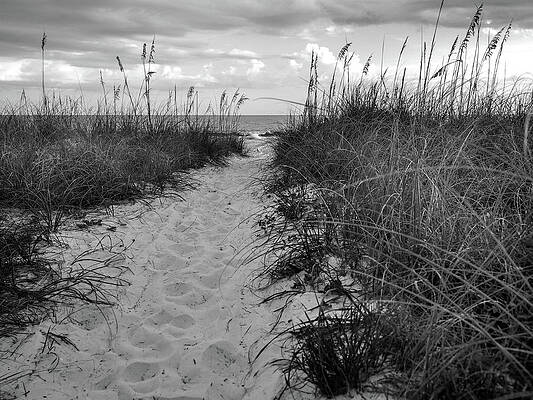 Sand and Sea Oats - Headed for the Beach by James C Richardson Sand and Sea Oats - Headed for the Beach by James C Richardson