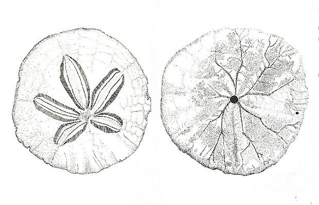 Sand Dollar Drawings Fine Art America 100+ vectors, stock photos & psd files. sand dollar drawings fine art america