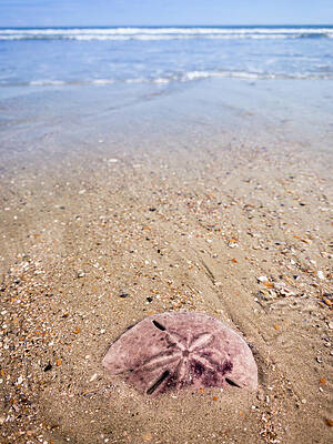 Wall Art - Photograph - Sand Dollar on the Beach, Amelia Island, Florida by Dawna Moore Photography