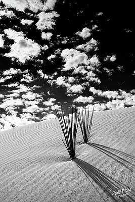 Sand dune yuca by A Hint of Color Photography Sand dune yuca by A Hint of Color Photography