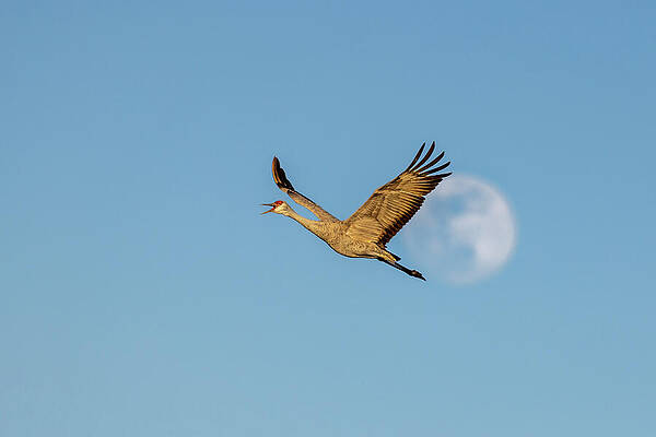 Wall Art - Photograph - Sandhill Crane against the Moon by Jean Noren