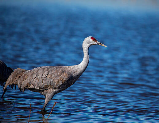 Sandhill crane close up by Lynn Hopwood Sandhill crane close up by Lynn Hopwood