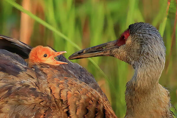 Sandhill Crane Colt Asking Mom for Breakfast by Shixing Wen Sandhill Crane Colt Asking Mom for Breakfast by Shixing Wen