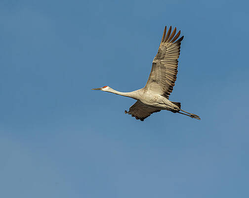 Sandhill Crane In Flight 2020-1 by Thomas Young Sandhill Crane In Flight 2020-1 by Thomas Young