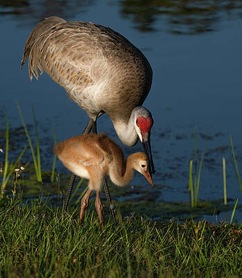 Wall Art - Photograph - Sandhill Crane with her colt by Larry Marshall