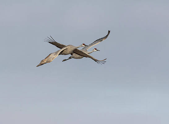 Sandhill Cranes in Flight 2020-4 by Thomas Young Sandhill Cranes in Flight 2020-4 by Thomas Young
