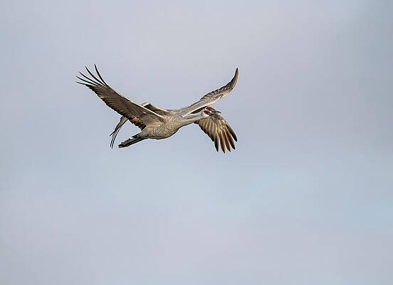 Sandhill Cranes in Flight 2020-5 by Thomas Young Sandhill Cranes in Flight 2020-5 by Thomas Young