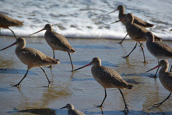 Sandpipers on the March by D Patrick Miller Sandpipers on the March by D Patrick Miller