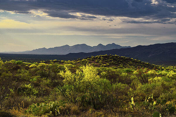 Wall Art - Photograph - Santa Catalina Mountains Golden Hour, Tucson AZ by Chance Kafka