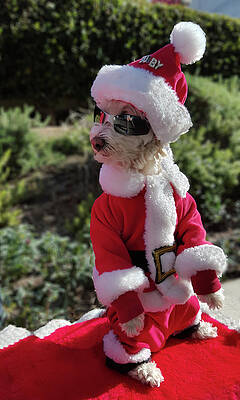 Wall Art - Digital Art - Santa Dog by Matthew Bamberg