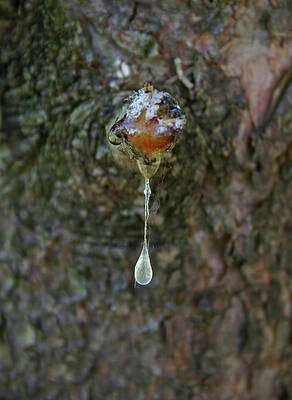 Sap by Callen Harty Sap by Callen Harty