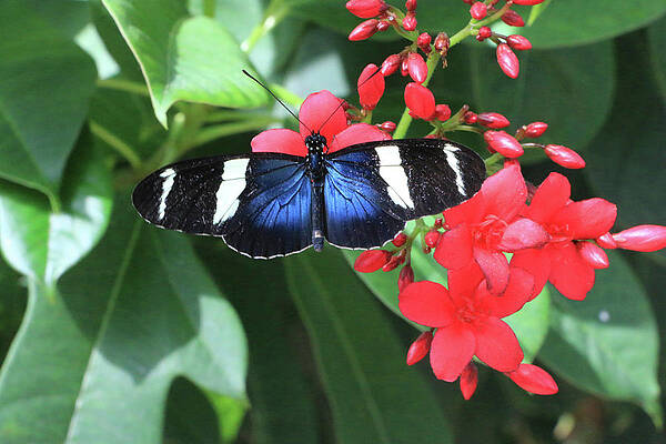 Wall Art - Photograph - Sapho Longwing Butterfly by Dawn Richards