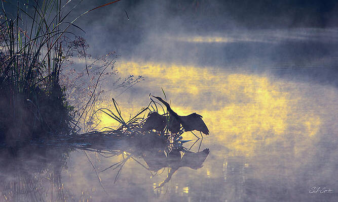 Wall Art - Photograph - Sapphire And Gold by Steven Sparks