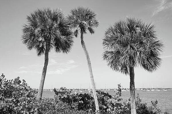 Sarasota Bayfront Palms by Robert Wilder Jr Sarasota Bayfront Palms by Robert Wilder Jr