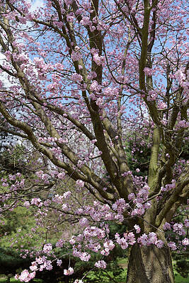 Sargent's Cherry Pink Bloom by Jenny Rainbow Sargent's Cherry Pink Bloom by Jenny Rainbow