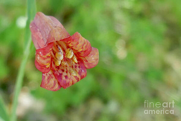 Scarlet Fritillary by Sean Griffin Scarlet Fritillary by Sean Griffin