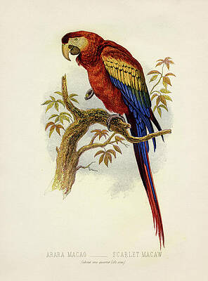 Scarlet Macaw - Arara macao by Hakon Soreide Scarlet Macaw - Arara macao by Hakon Soreide