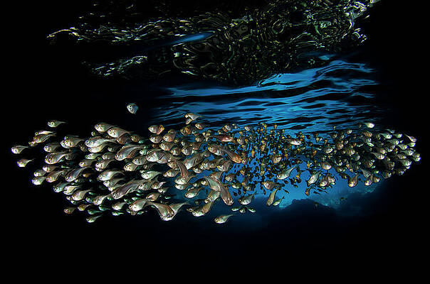 Schooling Fish by Tanya G Burnett Schooling Fish by Tanya G Burnett