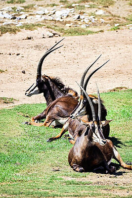 Scimitar Oryx by Ed Stokes Scimitar Oryx by Ed Stokes