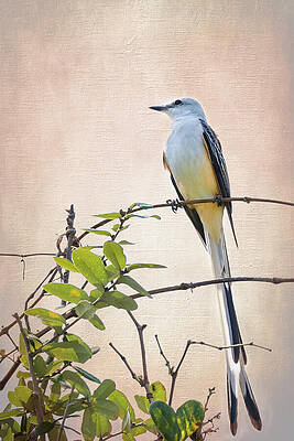 Scissor-tailed Flycatcher Oklahoma State Bird by Debra Martz Scissor-tailed Flycatcher Oklahoma State Bird by Debra Martz