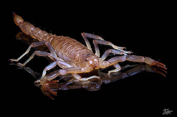 Wall Art - Photograph - Scorpion by Endre Balogh