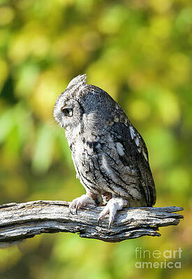 Screech Owl #5 by Shirley Dutchkowski Screech Owl #5 by Shirley Dutchkowski