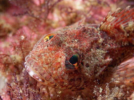 Wall Art - Photograph - Sculpin camouflage by Brian Weber