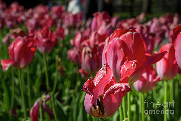 Sea of red tulips by Agnes Caruso Sea of red tulips by Agnes Caruso
