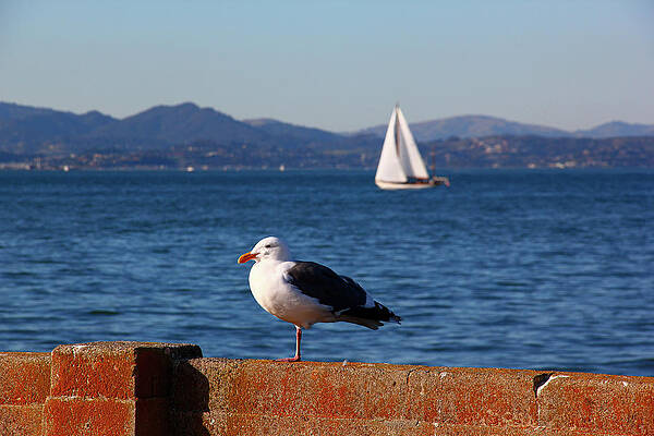 Seagull and a sailor in San Francisco bay by Farzad Frames Seagull and a sailor in San Francisco bay by Farzad Frames