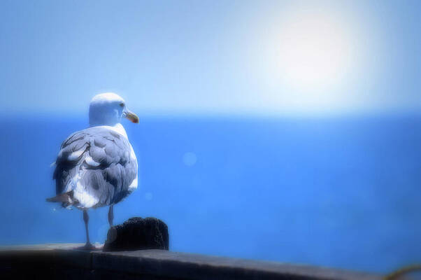 Seagull By The Seashore by Debra Kewley Seagull By The Seashore by Debra Kewley