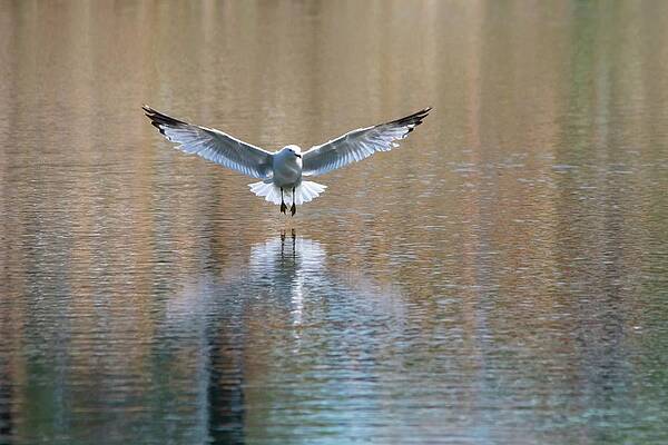 Seagull Landing on the Water by Marlin and Laura Hum Seagull Landing on the Water by Marlin and Laura Hum