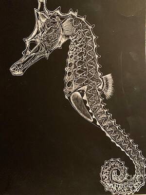 Seahorse by Liz Campbell