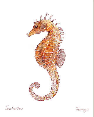 Hippocampus Drawings | Fine Art America