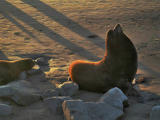 Wall Art - Photograph - Seal soaking in the last rays, Moss Landing by Lorena Cassady