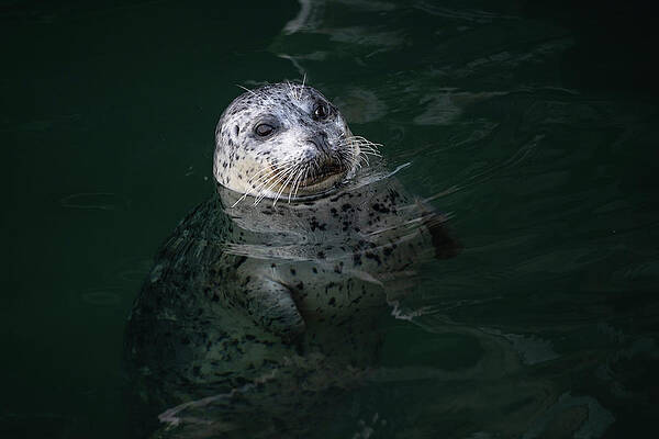 Wall Art - Photograph - Seal in the Harbor by Bill Cubitt