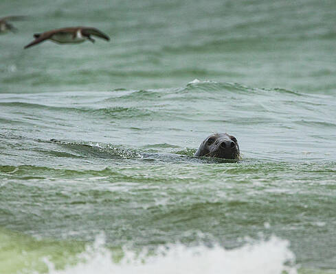 Seal on a Stormy Sea by Brian Caldwell Seal on a Stormy Sea by Brian Caldwell