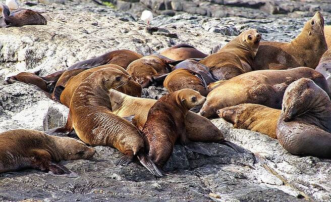 Seals - Montague Island - Australia 8 by Steven Ralser Seals - Montague Island - Australia 8 by Steven Ralser