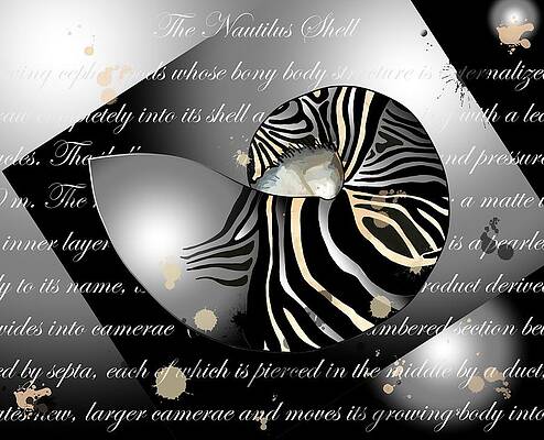 Wall Art - Drawing - Seashells Fancy Zebra Patterned Nautilus by Joan Stratton