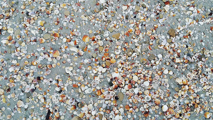 Seashells on sand by Habib Ayat Seashells on sand by Habib Ayat