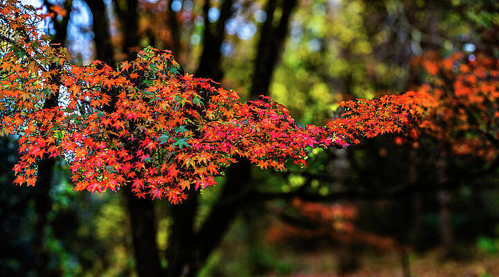 Vibrant Autumn Foliage Wall Art