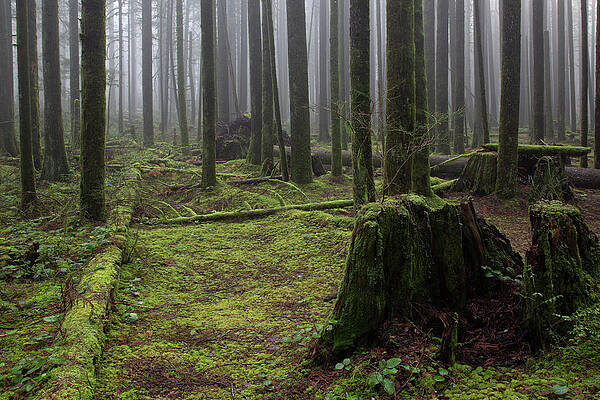 Second Growth by Phil Dyer Second Growth by Phil Dyer