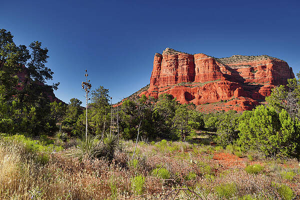 Sedona Arizona Landscape, Courthouse Butte Yucca by Chance Kafka Sedona Arizona Landscape, Courthouse Butte Yucca by Chance Kafka