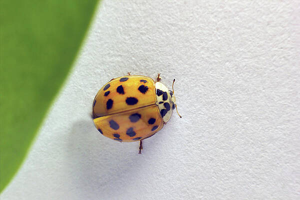 Wall Art - Photograph - Selective focus, Top view, a macro closeup of a lady beetle bug with orange wings and black spots, common insect of europe. Coccinellidae sitting on a green leaf against white background by Arpan Bhatia