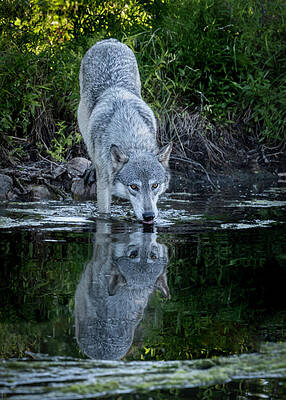 Wall Art - Photograph - Self Reflection by Laura Hedien