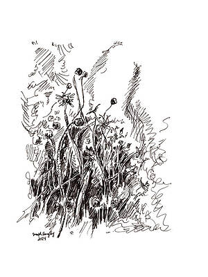 Wall Art - Drawing - Self-Sown by Joseph A Langley